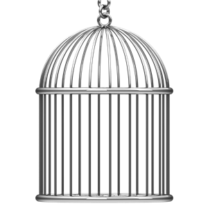 Cage bird PNG-41387